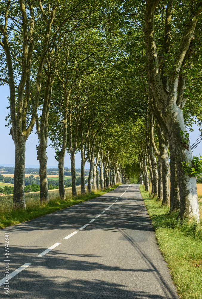 Road near Castres (France)