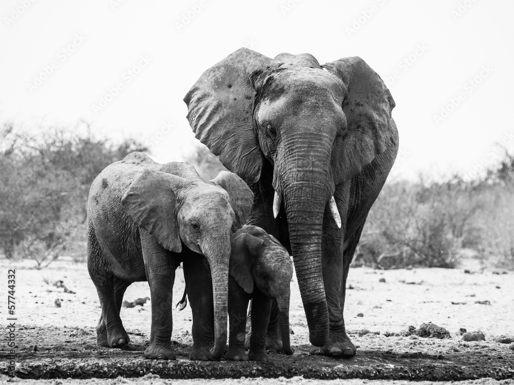 Obraz premium Elephant family in black and white