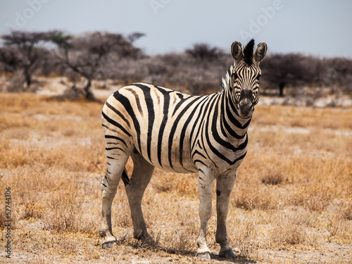 Beautiful zebra