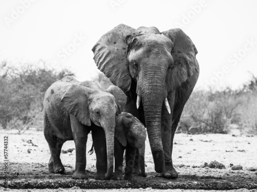 Elephant family in black and white