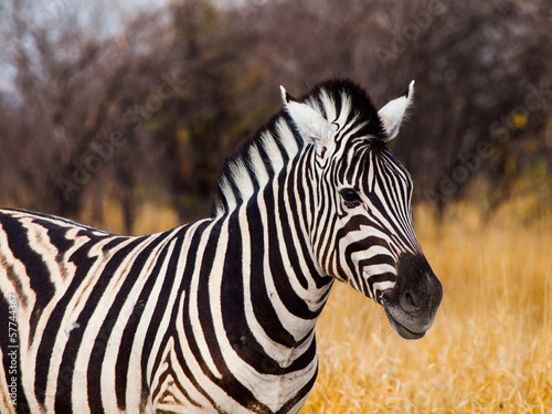 Beautiful zebra #57744367