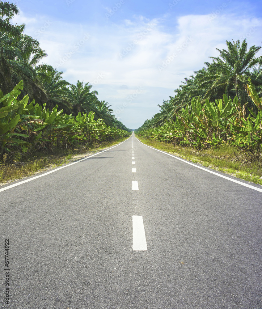 asphalt road through the oil palm field  in summer day
