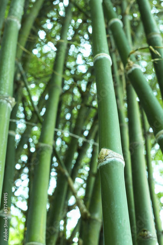 Close up of bamboo tree (bambusa multiplex variegated )