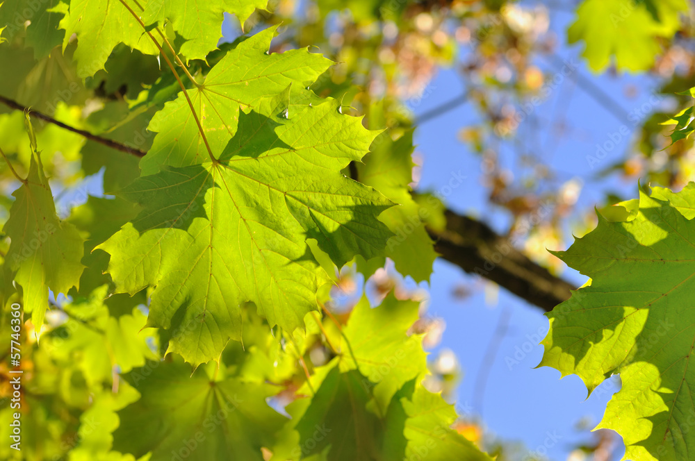 feuilles de platane feuilles de platane