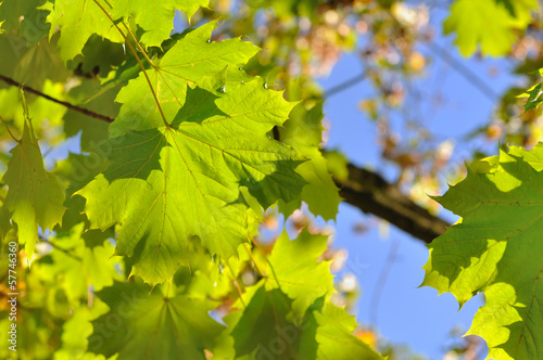 feuilles de platane