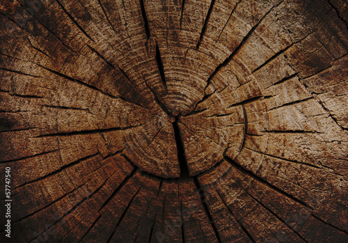 Struktura drewna. Tło