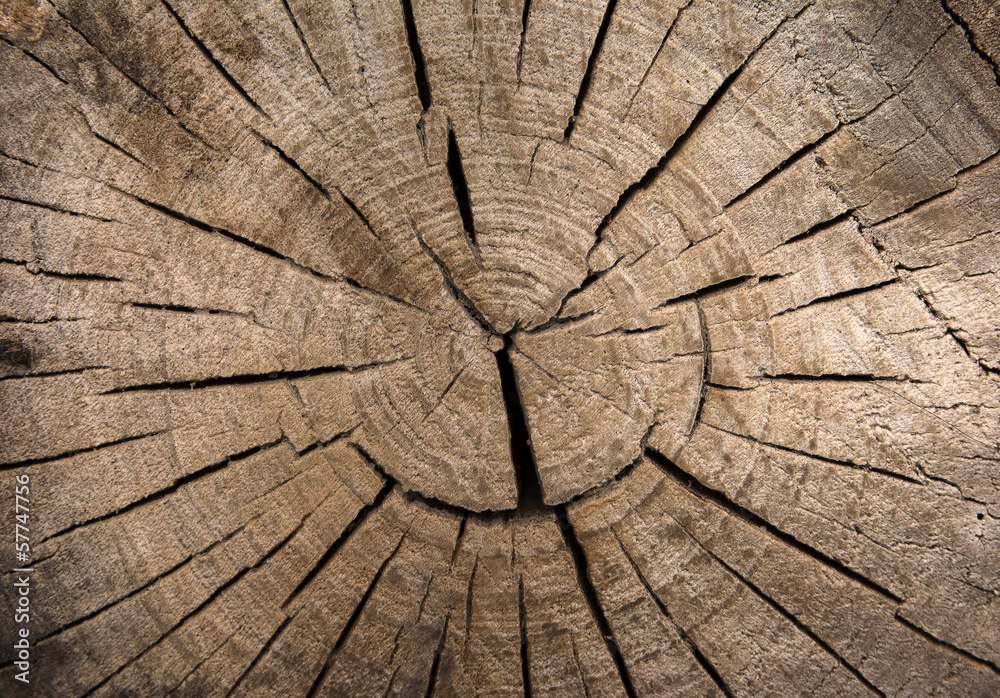 Fototapeta premium Struktura drewna. Tło