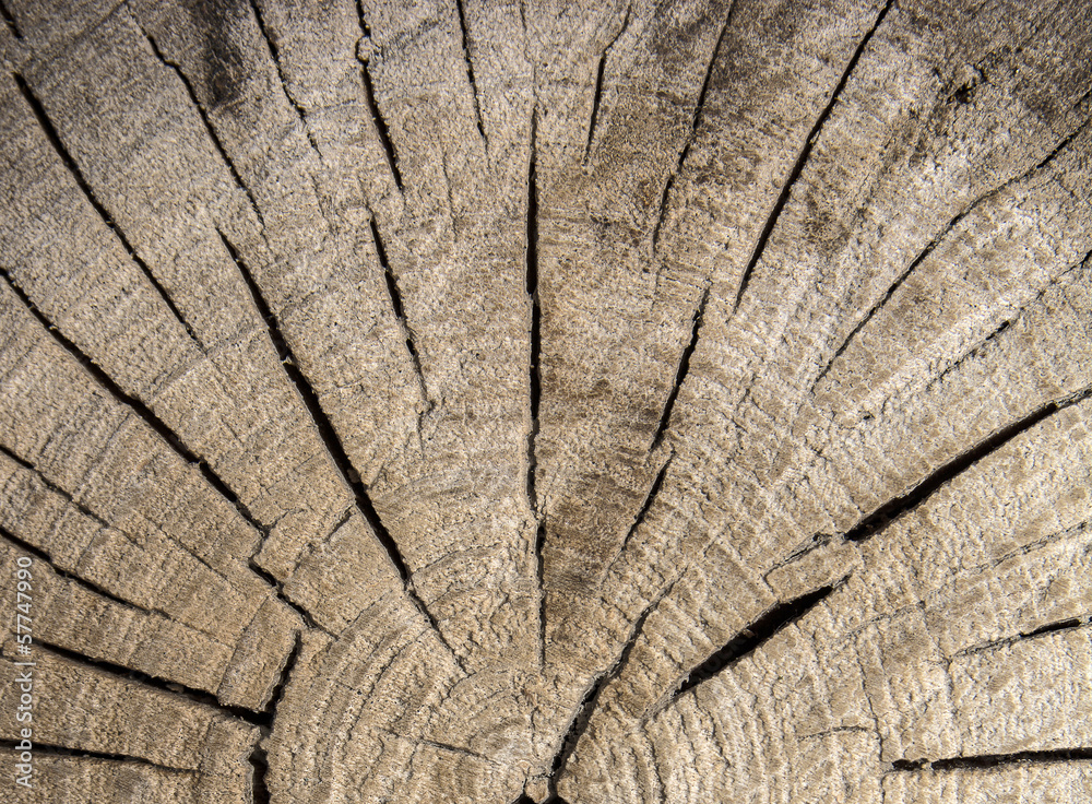 Obraz premium Struktura drewna. Tło