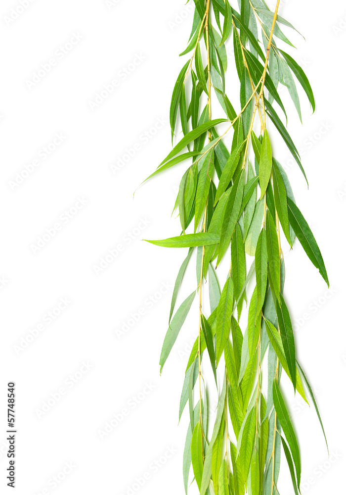 Naklejka premium gałązki wierzby na białym tle