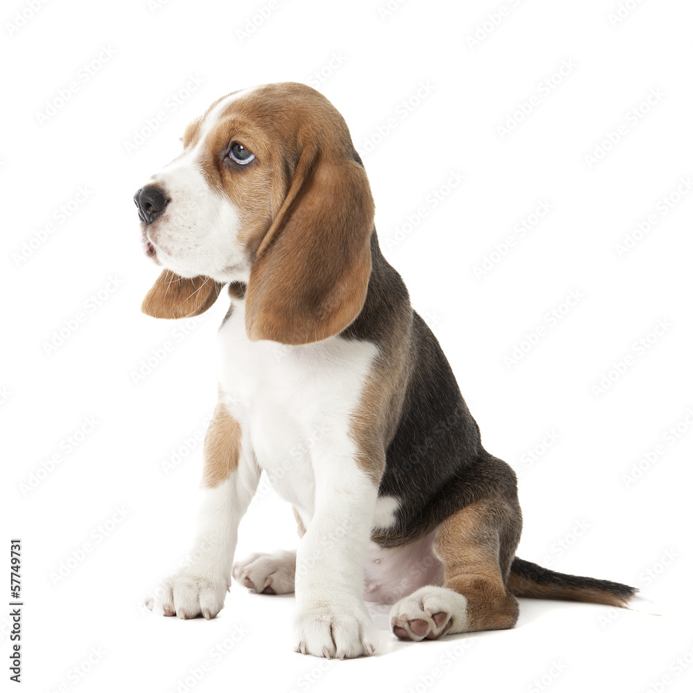 beagle puppy isolated on a white background in studio