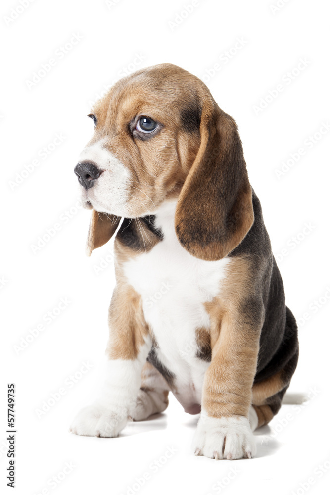 beagle puppy isolated on a white background in studio