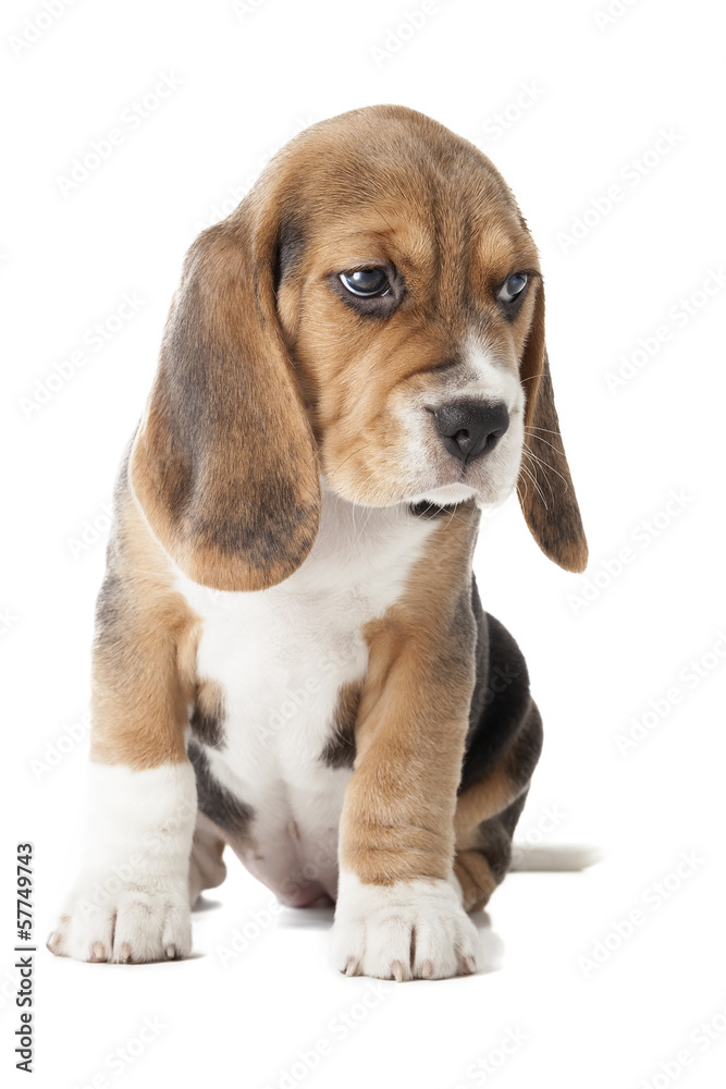 beagle puppy sitting on a white background in studio