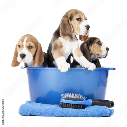 beagle puppies in a basin on a white background in studio