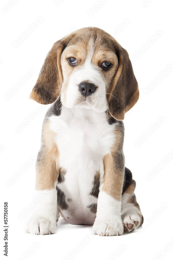 beagle puppy sniffing the surface isolated on white background