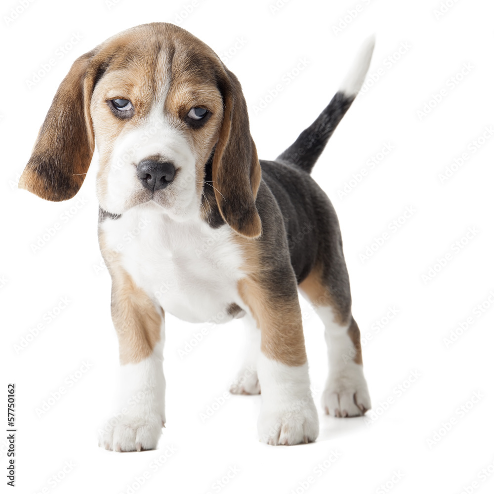 beagle puppy sniffing the surface isolated on white background
