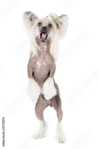 Obraz na plátně dancing chinese crested dog on a white background in studio