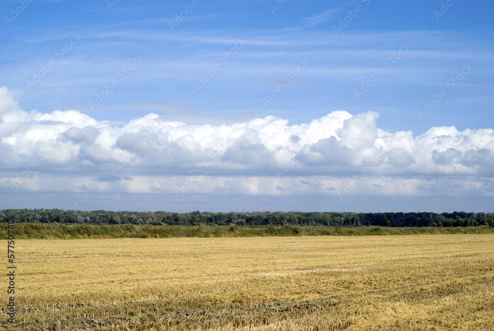 Agricultural landscape in Camargue region, France