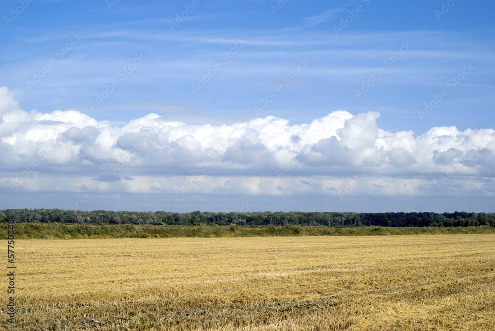 Agricultural landscape in Camargue region, France Agricultural landscape in Camargue region, France