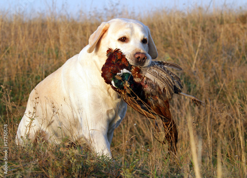 portrait of yellow labrador with pheasant