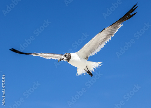 seagull on blue sky background