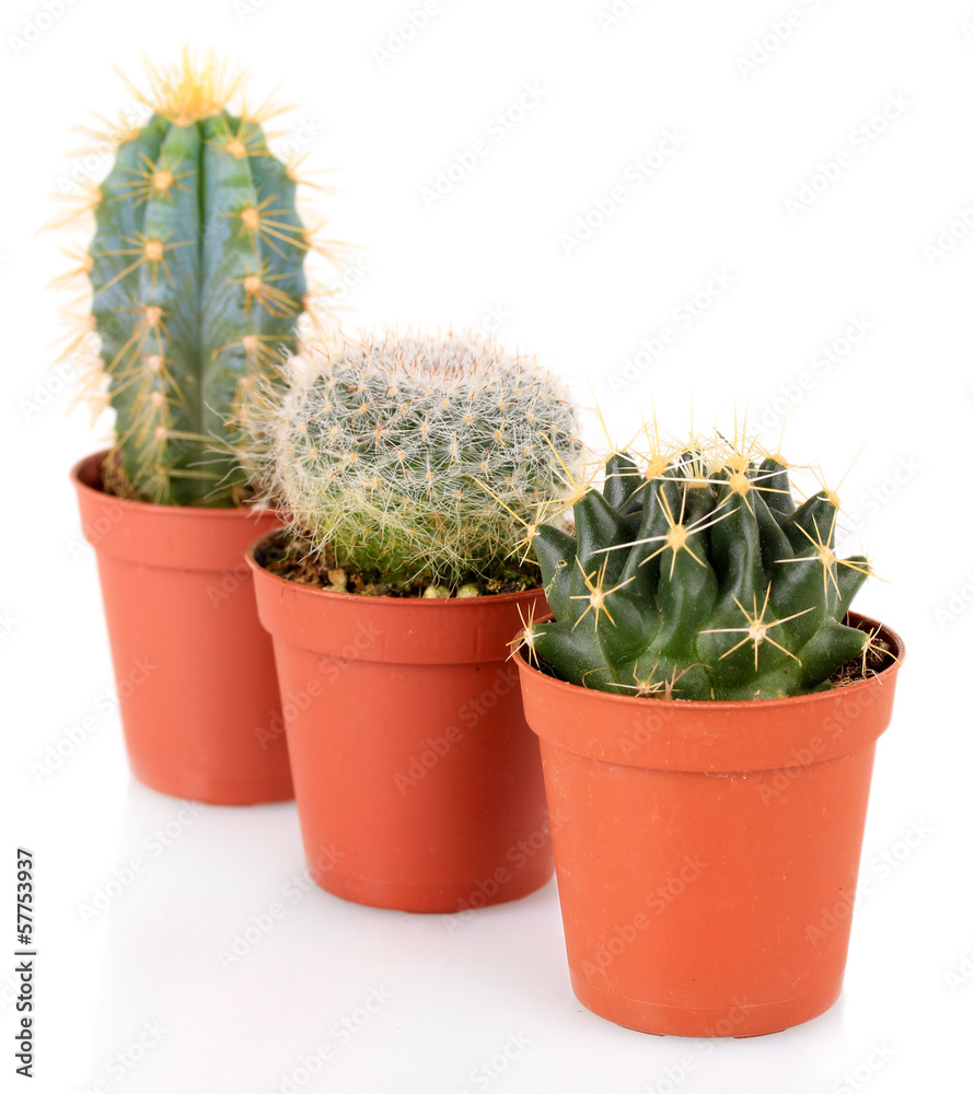 Collection of cactuses, isolated on white Collection of cactuses, isolated on white