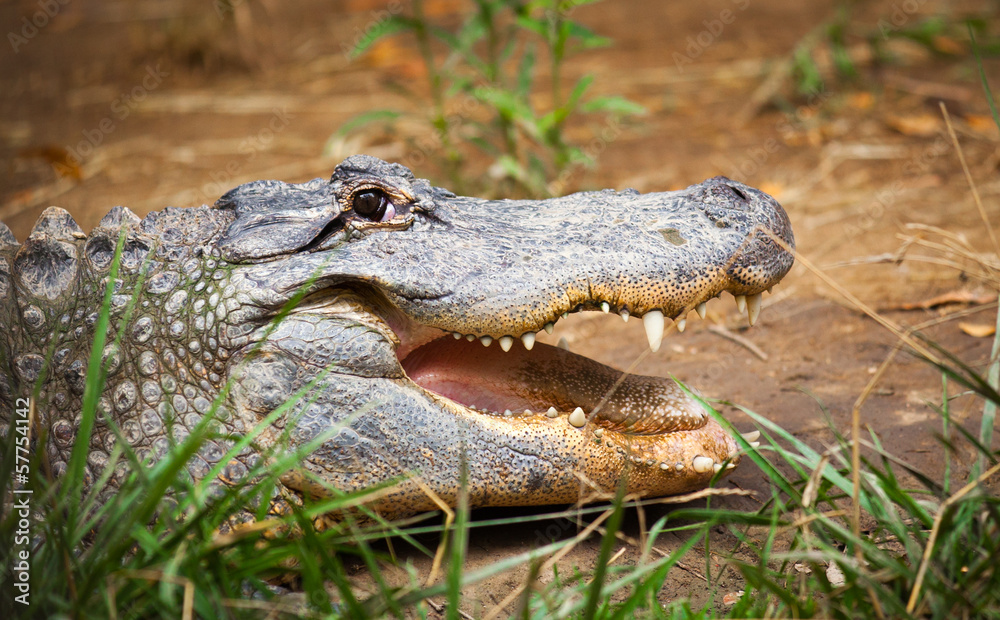 Obraz premium open mouth alligator portrait