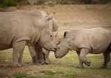 White rhinoceros mother kissing baby white rhinoceros calf