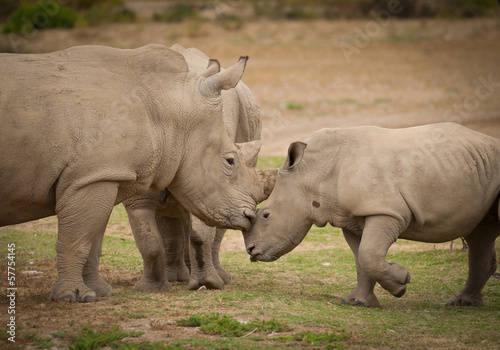 White rhinoceros mother kissing baby white rhinoceros calf
