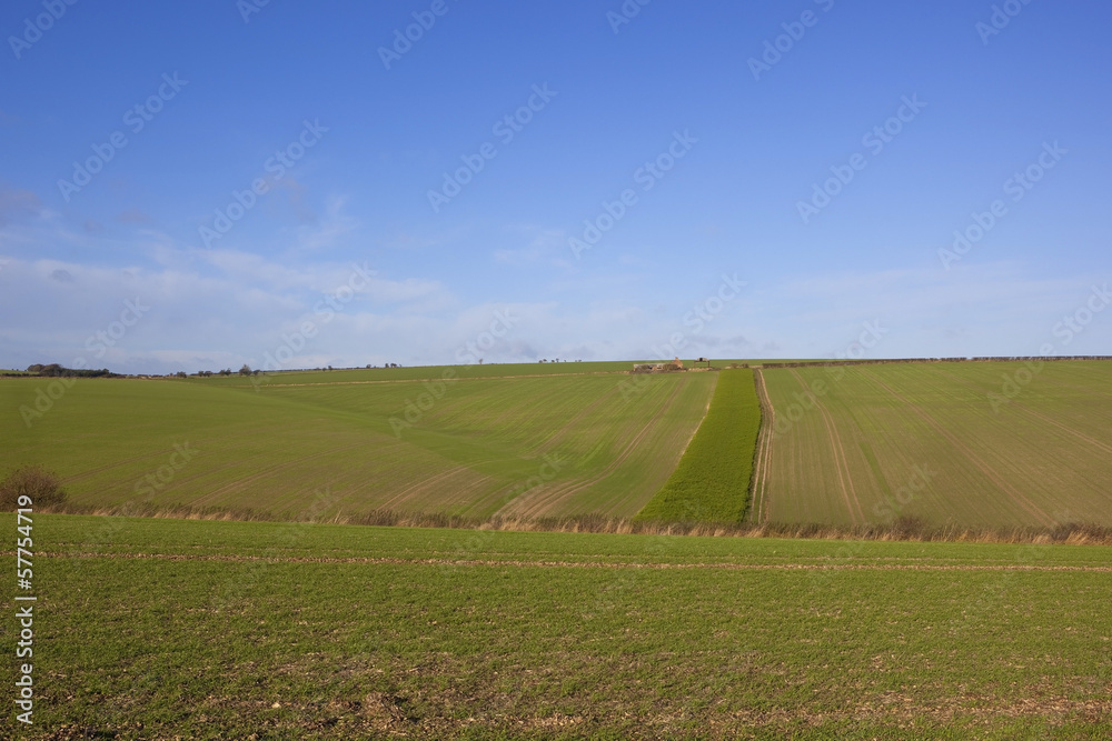 autumn fields