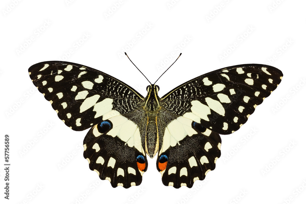 Obraz premium Top view of Lime butterfly in white background