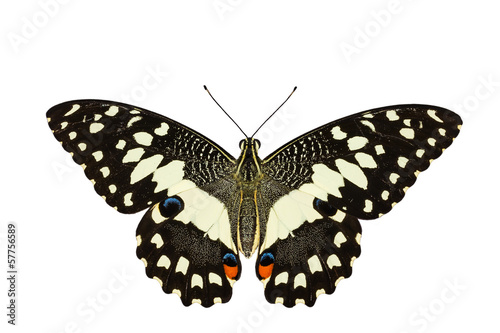 Top view of Lime butterfly in white background