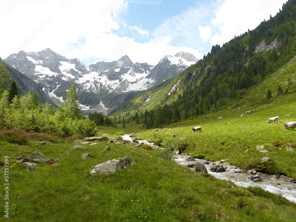 Berglandschaft mit Wildbach und Grauvieh