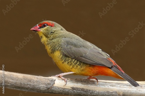 Orange-Breasted Waxbill Bird