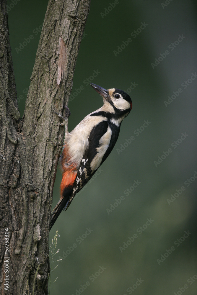 Great-spotted woodpecker, Dendrocopos major Great-spotted woodpecker, Dendrocopos major