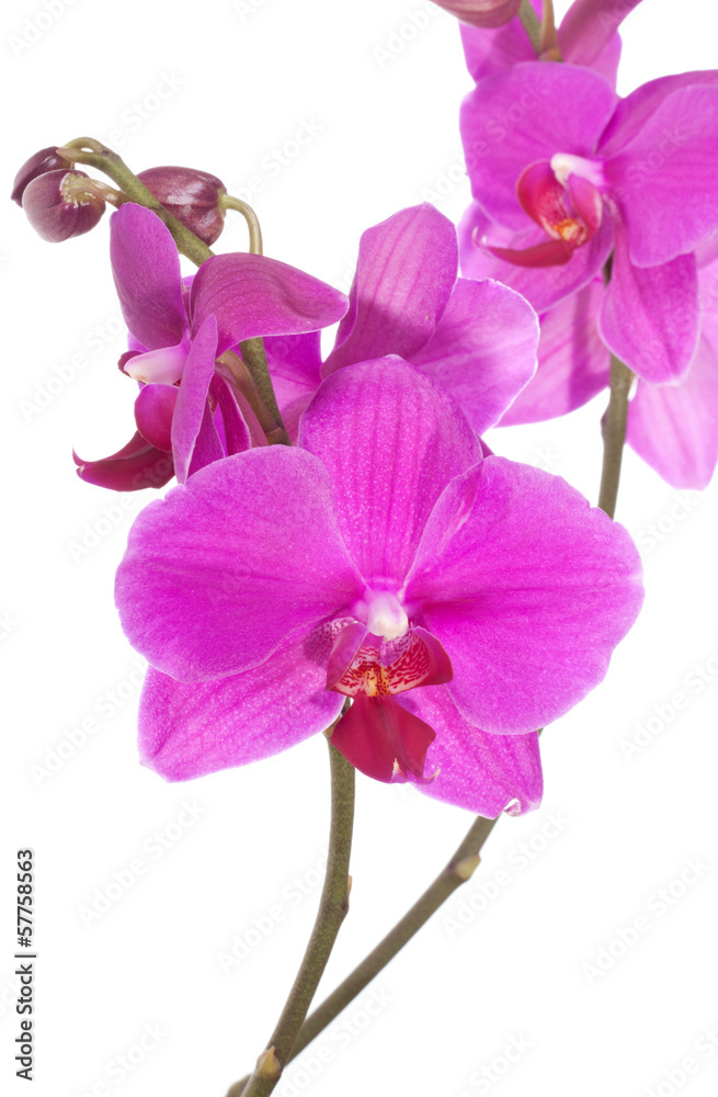 Beautiful purple orchid