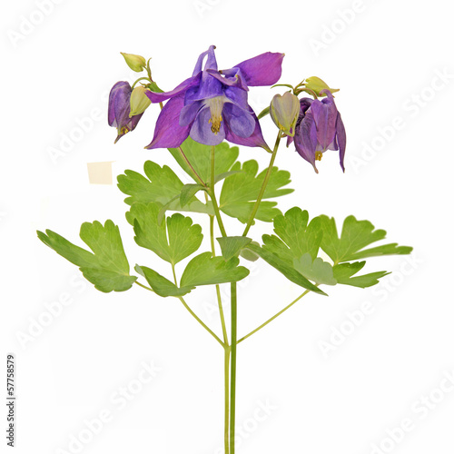 Fototapeta Naklejka Na Ścianę i Meble -  ancolie