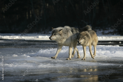 Grey wolf, Canis lupus © Erni