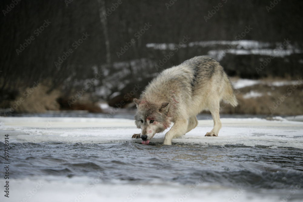 Obraz premium Grey wolf, Canis lupus