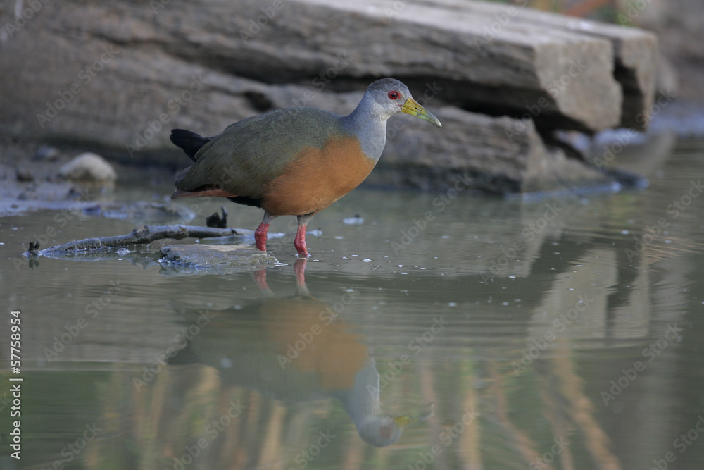 Grey necked wood rail, Aramides cajanea Grey necked wood rail, Aramides cajanea