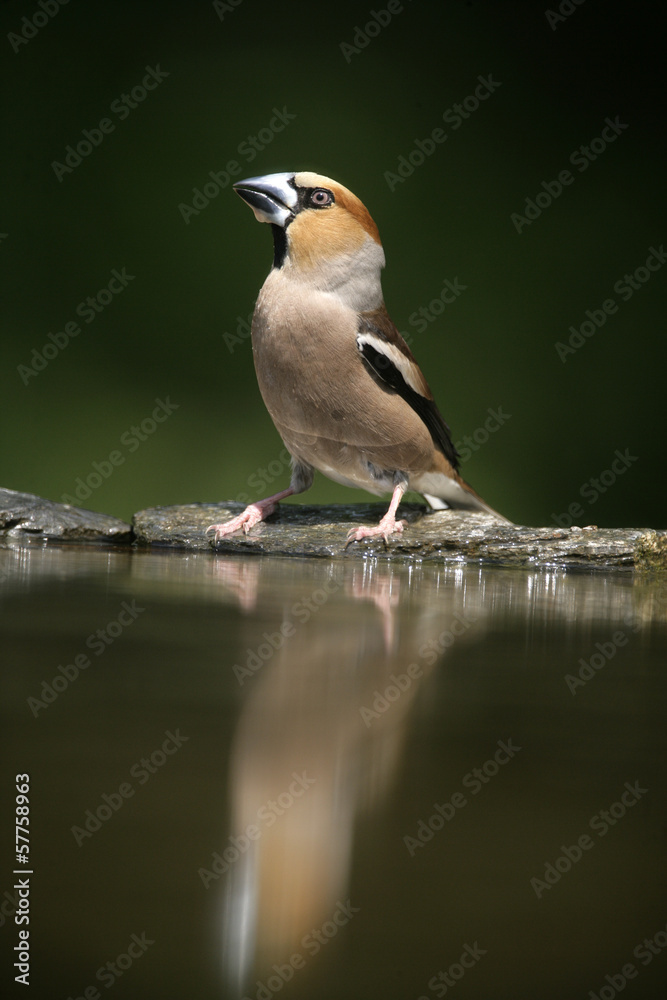 Hawfinch, Coccothraustes coccothrauste