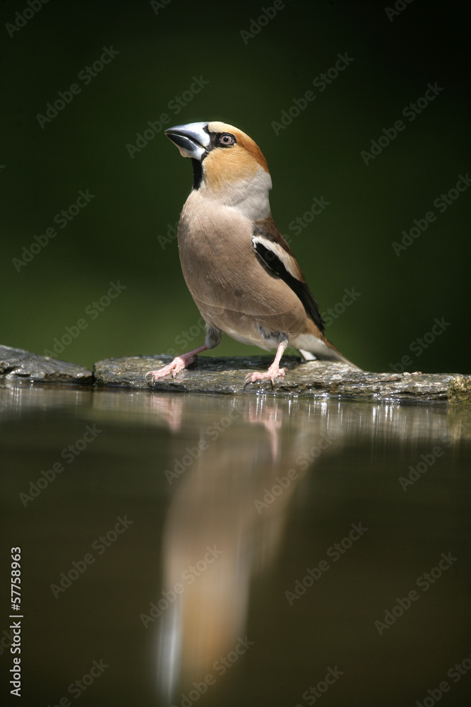 Fototapeta premium Hawfinch, Coccothraustes coccothrauste