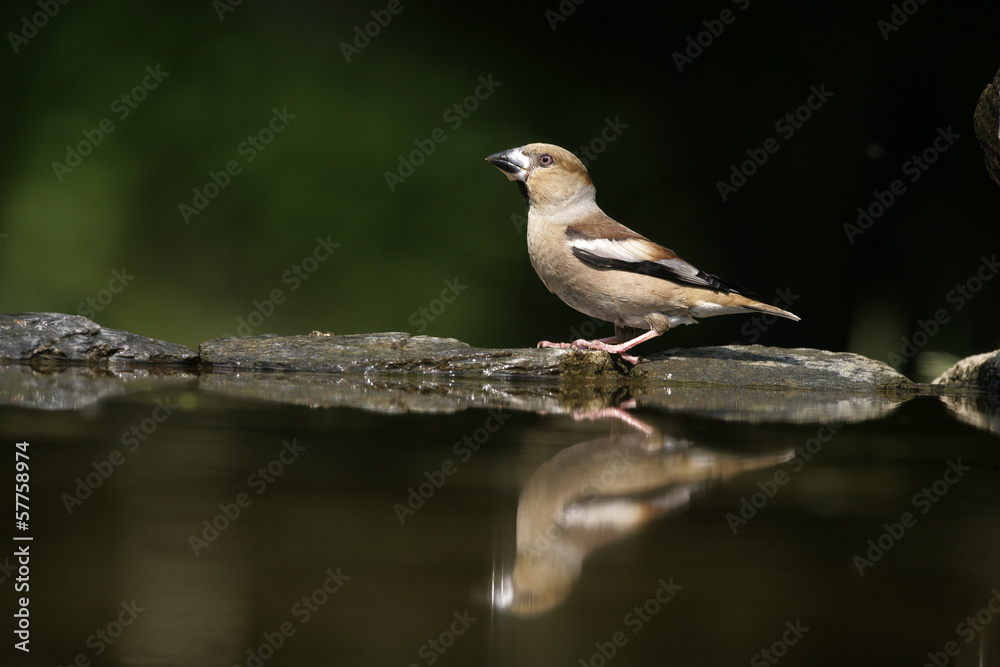 Hawfinch, Coccothraustes coccothrauste,