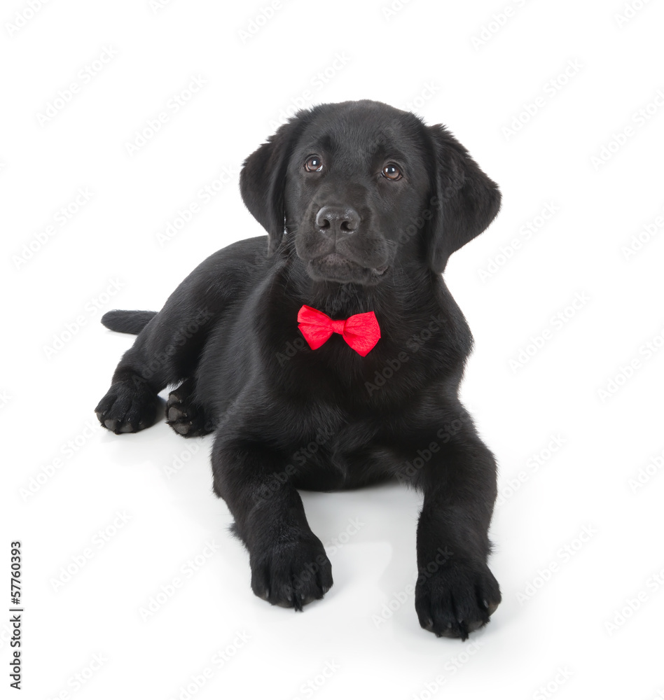 Labrador Retriever Puppy