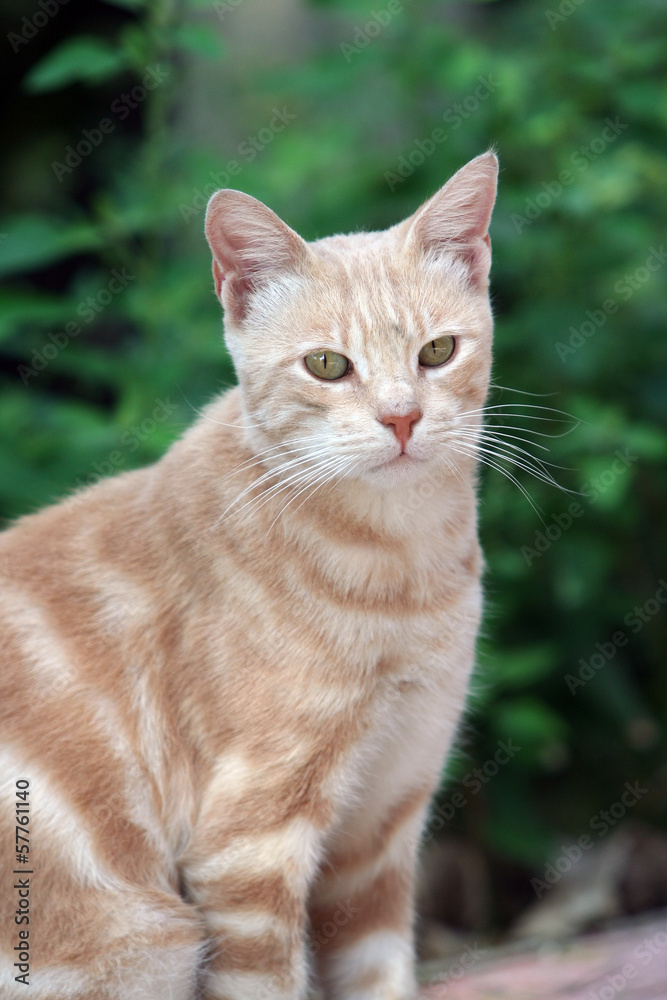 Cat Cat