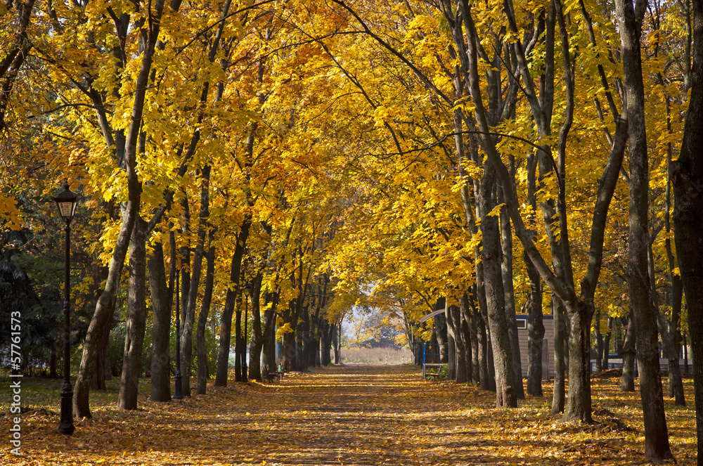 Garden walkway with picturesque autumn trees