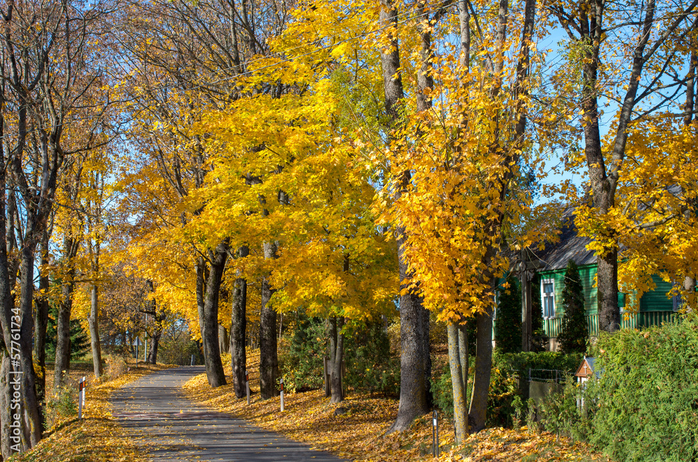 Colorful autumn trees on Lithuania village road