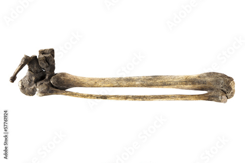 old bone isolated on white background