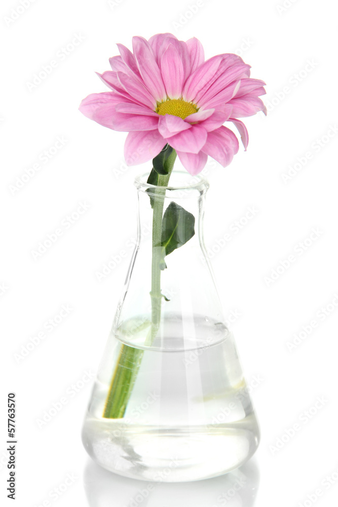 Flower in test-tube isolated on white Flower in test-tube isolated on white