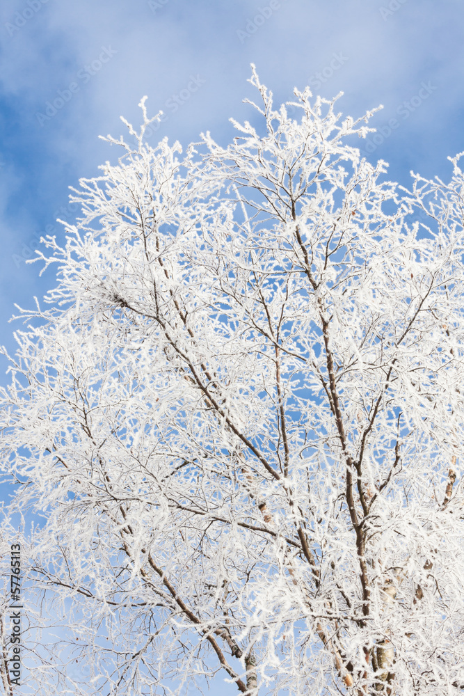 closeup of frost covered tree against blue sky