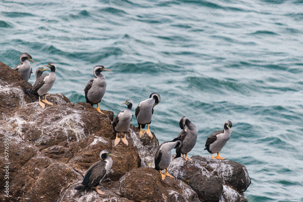 spotted shags on cliff ledge